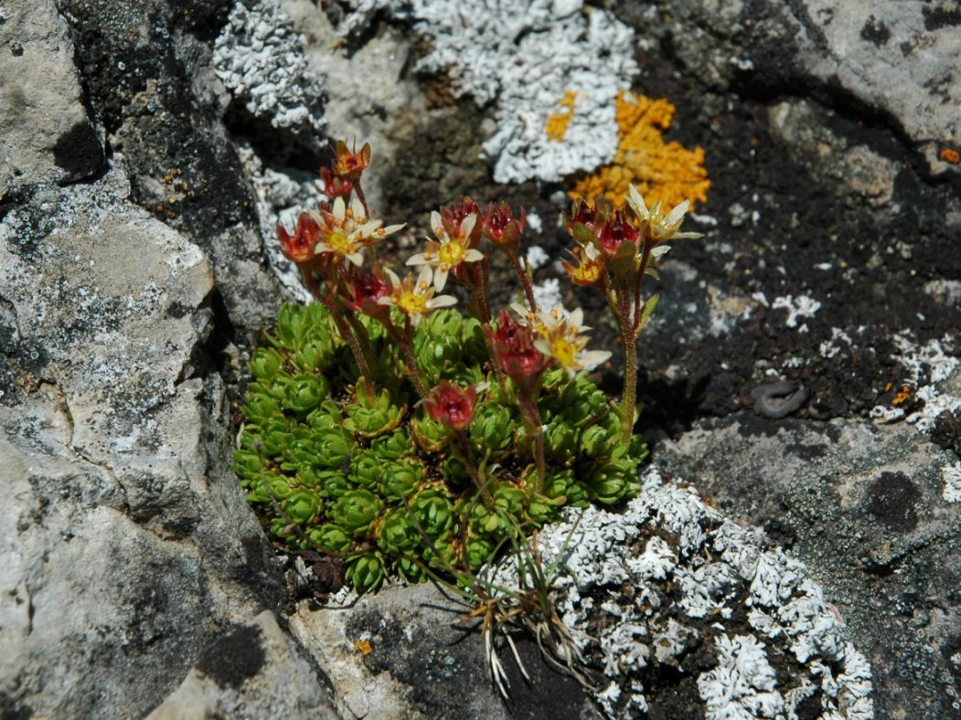 Saxifraga exarata subsp. moschata
